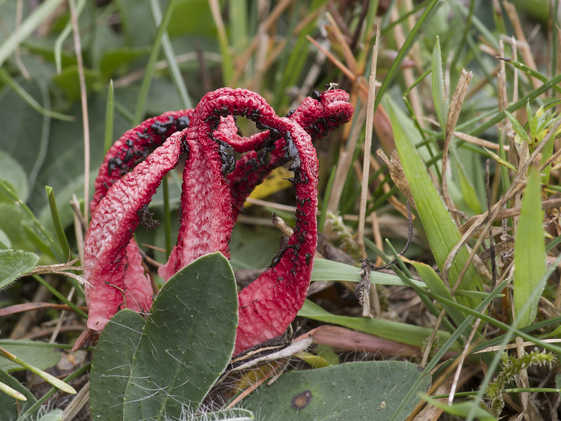 Clathrus archeri